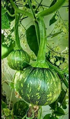 two green gourds hanging from a plant with leaves and flowers in the background