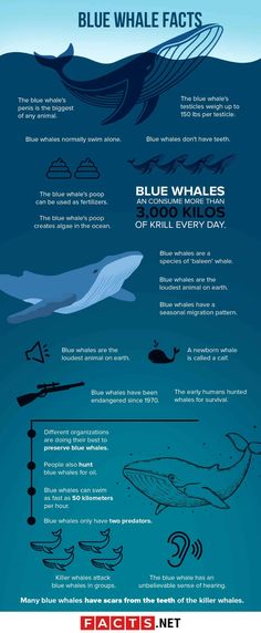 the blue whale fact is shown in this graphic, and it's not uncommon to see