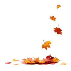 falling autumn leaves against a white background