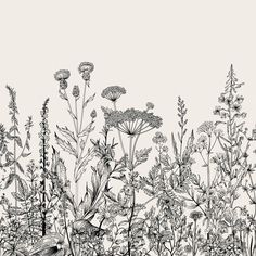 a black and white drawing of wild flowers