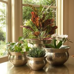 three metal bowls with plants in them on a table next to a window and potted plants