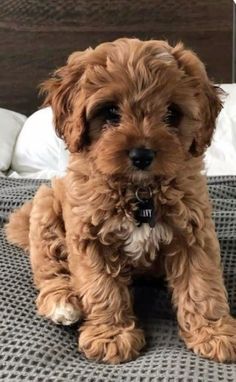 a small brown dog sitting on top of a bed