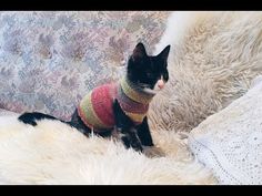 a black and white cat wearing a sweater sitting on a couch next to a blanket