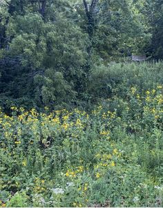 a field with yellow flowers and trees in the background