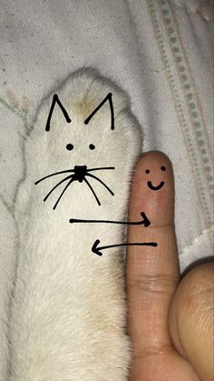 a hand holding a white cat's paw with an arrow drawn on it