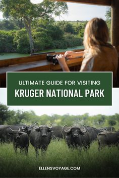 the ultimate guide for visiting kruger national park