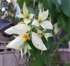 a white flower with yellow stamens in the foreground and green leaves behind it