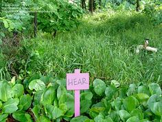 a pink sign sitting in the middle of a forest filled with lots of green plants