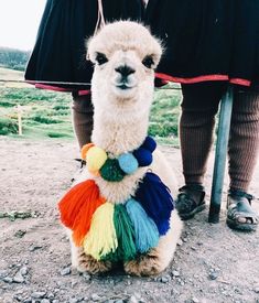 a llama is sitting on the ground with a rainbow scarf around it's neck