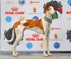 a brown and white dog standing on top of a stage