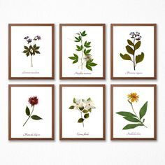 four different types of flowers are displayed on a white wall with brown trimmings