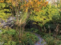 a small stream running through a lush green forest filled with lots of plants and trees