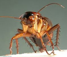 a close up of a cockroach on a white surface with water in the background