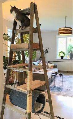 a cat sitting on top of a ladder in a living room next to a couch