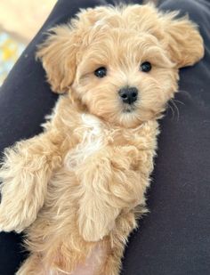 a small brown dog sitting on top of a person's lap with it's paw in the air