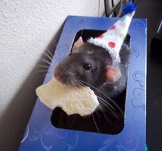 a rat in a party hat eating a bone treat from a blue box with white frosting on it