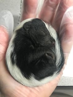 a small black and white animal is being held in the palm of someone's hand