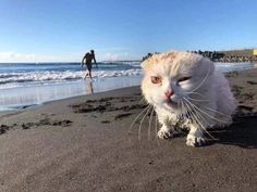 a white cat is walking on the beach