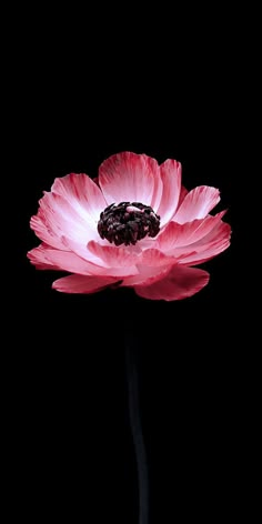 a pink flower with black stamens in the center on a black background,