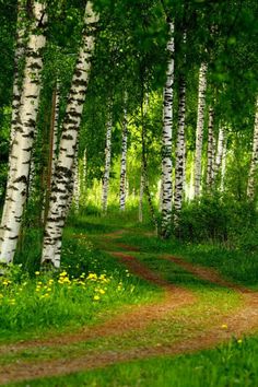 a dirt road surrounded by trees and grass