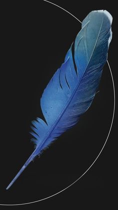 a blue feather on a black background