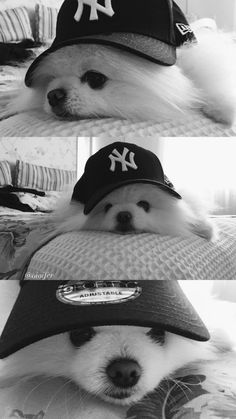 two pictures of a dog wearing a new york yankees hat