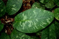 a green leaf with white spots on it in the middle of some leaves and dirt