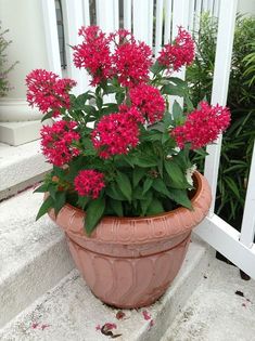 a potted plant with red flowers sitting on the steps