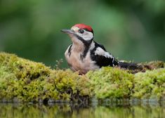 a bird with a red head sitting on moss