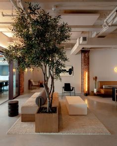 a living room with a tree in the center and couches on the other side