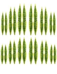 several green leaves are arranged in rows on a white background, each with different shapes and sizes