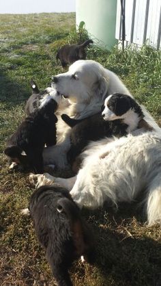 several dogs are laying in the grass together