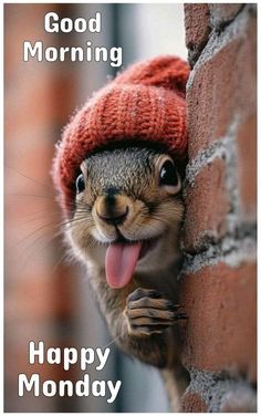 a squirrel sticking its tongue out and wearing a red hat with the words good morning happy monday