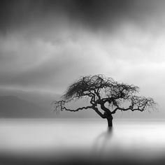 black and white photograph of a tree in the middle of water with storm clouds overhead