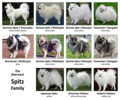 the different breeds of dogs are featured in this poster for people to see on their website