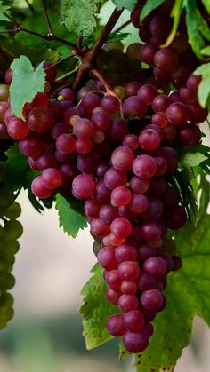 bunches of red grapes hang from the vine