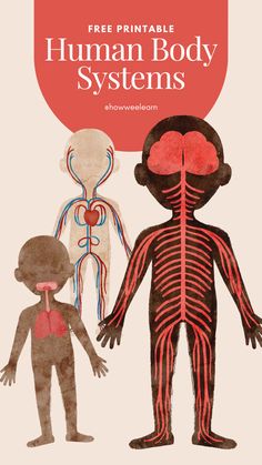 the human body and its organs are shown in this free printable poster for kids