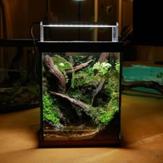 an aquarium with moss and rocks in it on a wooden table next to a lamp