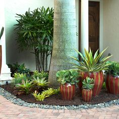 some very pretty plants in front of a house