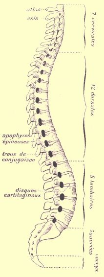 an image of a diagram of the back of a man's neck and ribs