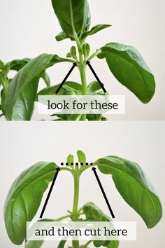 two images showing the stages of growing and cutting leaves from a plant to a tree