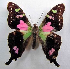 a close up of a butterfly with pink and green markings on it's wings