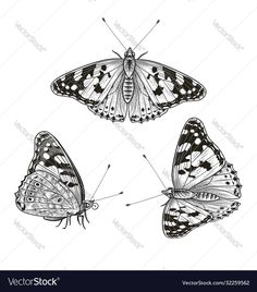 three butterflies in black and white colors