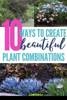 Plant Combinations: 10 Tips For Creating Flower Combinations That Work