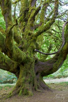 an old tree with moss growing on it's branches in the middle of a forest