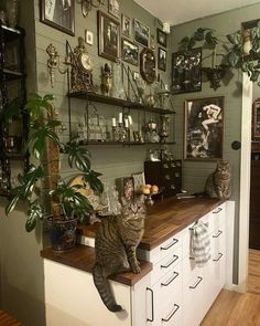 two cats sitting on top of a counter in a room filled with pictures and plants