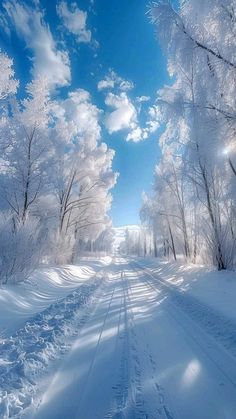 the sun shines brightly through the trees and snow covered ground on a snowy road