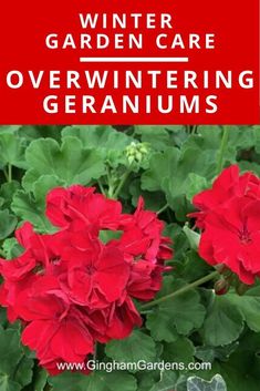 red geranias with text overlay that says winter garden care overwintering geranium