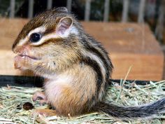 a small chipmun is sitting on some hay