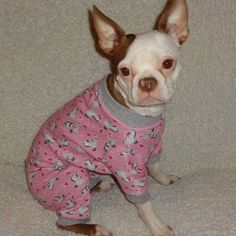 a small dog wearing pajamas sitting on the floor